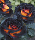 Midnight Rose