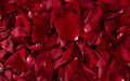 Velvet Petals